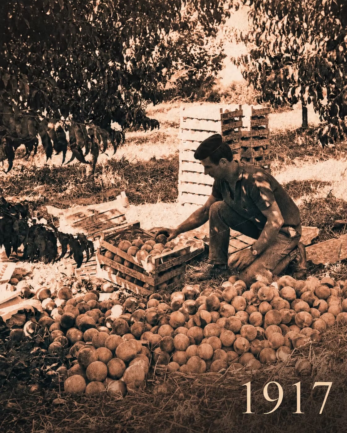Μια παλιά φωτογραφία του 1917: ένας παραγωγός με τραγιάσκα ξεχωρίζει ροδάκινα σε ξύλινα τελάρα μέσα στο περιβόλι.